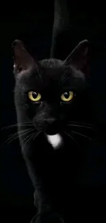 Black cat with glowing eyes on a dark background.