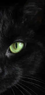 Black cat with green eyes in dark background, creating a mystical look.