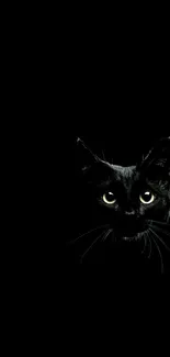 Black cat with bright eyes on a dark background.