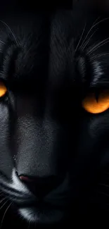 Close-up of black cat with orange eyes on dark background.