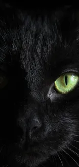 Mysterious black cat with vivid green eyes in a dark setting.