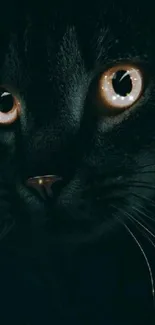 Close-up of a mysterious black cat with glowing eyes in a dark setting.