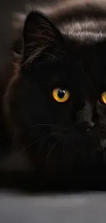 Mystical black cat with golden eyes on a dark background wallpaper.