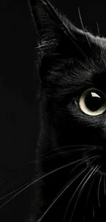 Mystical black cat with glowing eyes on black wallpaper background.