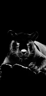 Stunning black panther in a sleek black and white mobile wallpaper.