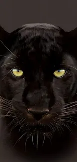 Black panther with vivid yellow eyes on dark background.