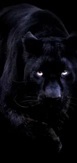 Captivating black panther in the dark, showcasing elegance and stealth.