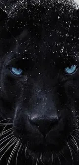 Black panther with striking blue eyes and snow-dusted face, set against a dark background.