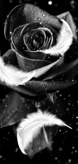 Black rose with feathers and dewdrops on a starry background.