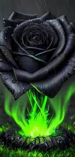 Black rose with green flames in rain, HD wallpaper.