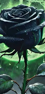 Black rose with green background and dew drops.