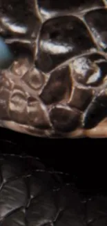 Close-up of a black snake highlighting its scales.