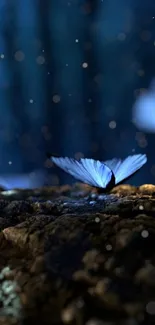 Blue butterfly on a log in a mystical, glowing forest background.