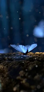 Blue butterfly resting on a textured surface with a dark blue background.