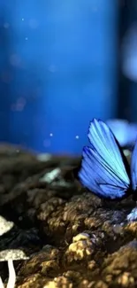 Blue butterfly on glowing forest floor wallpaper.