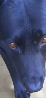 Close-up of black dog with a mystical blue hue and deep brown eyes.