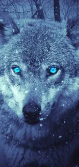 Blue-eyed wolf in a snowy forest wallpaper.