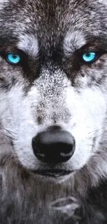 A close-up of a wolf with striking blue eyes on a mobile wallpaper.