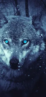 Blue-eyed wolf in a winter forest wallpaper.