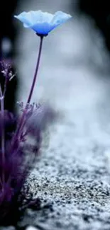 Blue flower on gravel pathway in serene setting.