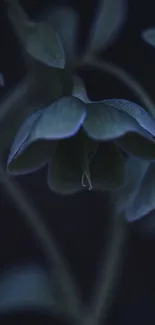 Mystical dark blue flower on shadowy background wallpaper.