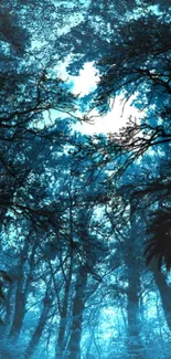 Mystical blue forest with canopy view and night sky.