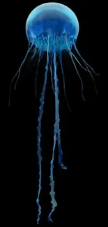 Blue jellyfish with dark background for mobile wallpaper.