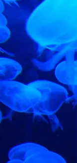 Vibrant blue jellyfish swimming in dark waters, glowing softly.
