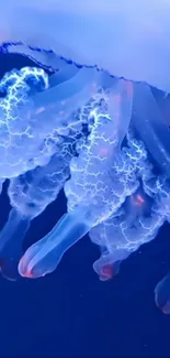 Blue jellyfish with glowing tentacles on dark background.