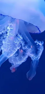 A mystical blue jellyfish glows vividly against a deep blue background.