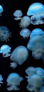 Beautiful blue jellyfish floating in a dark ocean background.