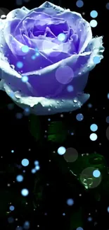 Vibrant blue rose with water droplets on dark background.