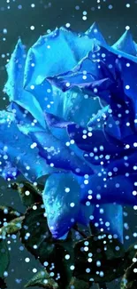 Blue rose with snowflakes on dark background.