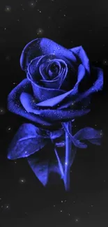 Blue rose with water droplets on a dark background.