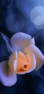 Mystical blue rose with soft bokeh background in a calming pattern.