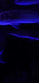 Glowing blue fish swim serenely in a dark underwater scene.