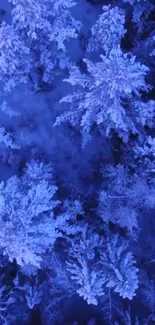 Aerial view of a blue-tinted snowy forest.