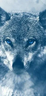 Blue wolf staring intensely in a misty background.