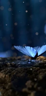 Mystical butterfly resting on rocky surface under night sky.