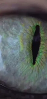 Close-up image of a mystical cat's green eye, perfect for nature-themed wallpaper.