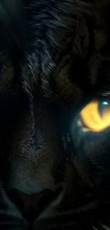 Close-up of a cat's eye with striking yellow and black features.