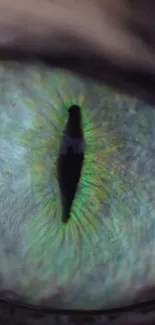 Close-up of mystical cat eye with vibrant green hues.