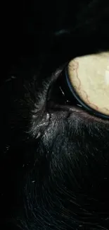 Close-up of a mystical cat's eye with black fur background.