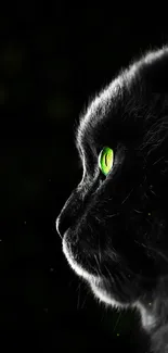 Mysterious black cat with glowing green eyes in the dark.