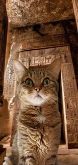 Cat in ancient temple with stone carvings and pillars.