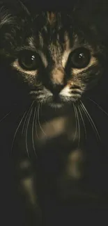 A mysterious cat with intense eyes in a dark background, creating an enigmatic ambiance.