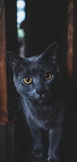 Dark gray cat with intense eyes in dim light.