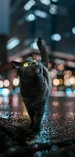 Cat on a city street with bokeh lights at night.