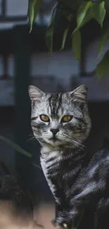 Majestic gray cat with yellow eyes in garden setting.