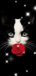 Black cat with blue eyes holding a red rose in a starry black background.